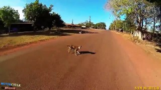 Dogs Attack Motorcycle Riders  _ Poor Dogs & Motorcyclist Rescues Dogs