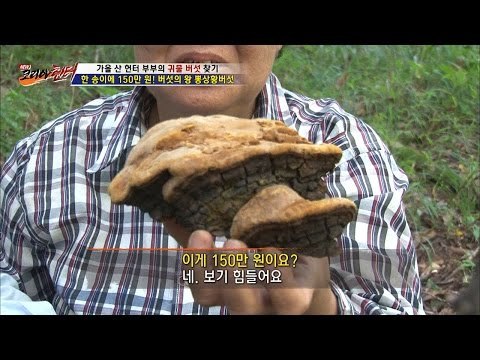 한 송이에 150만원?! 구하기 힘든 버섯의 왕! [뉴 코리아 헌터] 19회 20161012