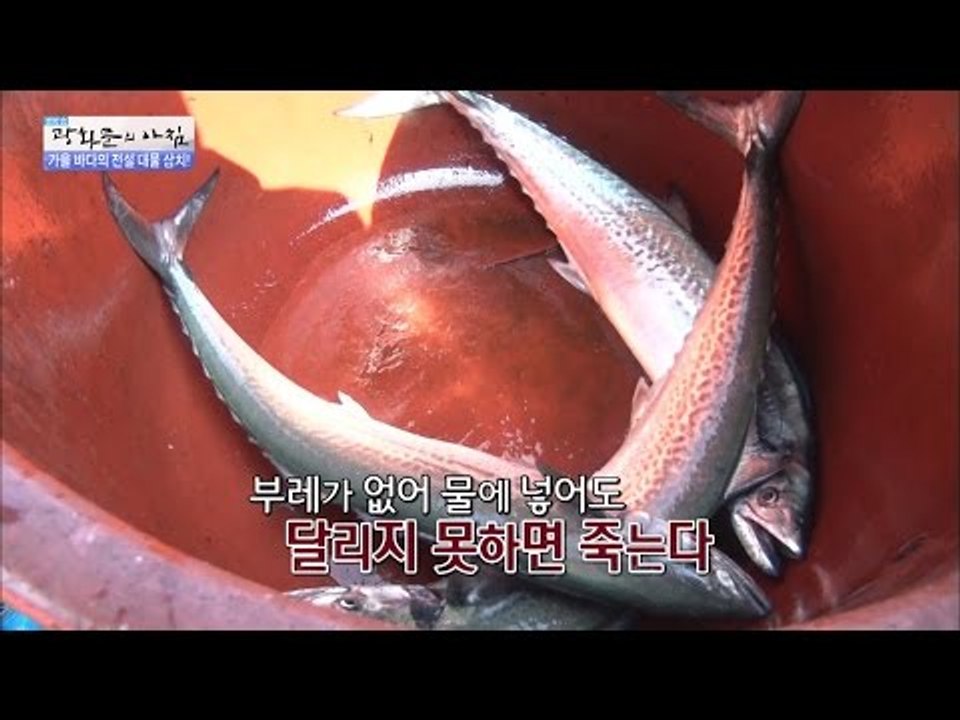 대물 삼치! 물 속에 넣어도 죽는다? [광화문의 아침] 334회 20161012