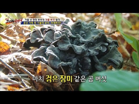 검은 장미 같은 곰 버섯! [뉴 코리아 헌터] 19회 20161012