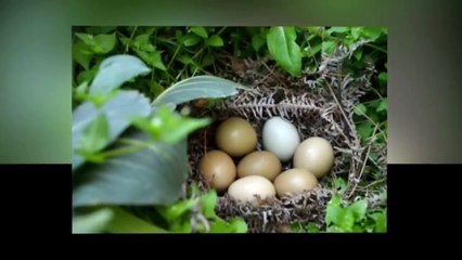 Awalnya dikira Telur Ayam , tapi Saat menetas malah keluar Makhluk indah ini , Kok bisa