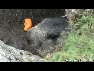 Spéciale terriers de marmottes