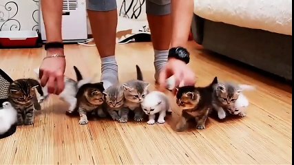 C'est pas facile de faire une photo de famille avec 10 chatons !