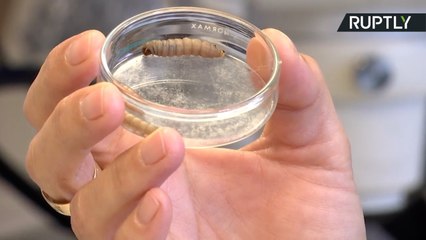 Plastic-Eating Worms Might Provide Answer to World Garbage Problem