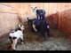 Goats Show Off Their Sweet Parkour Skills on Their Mom