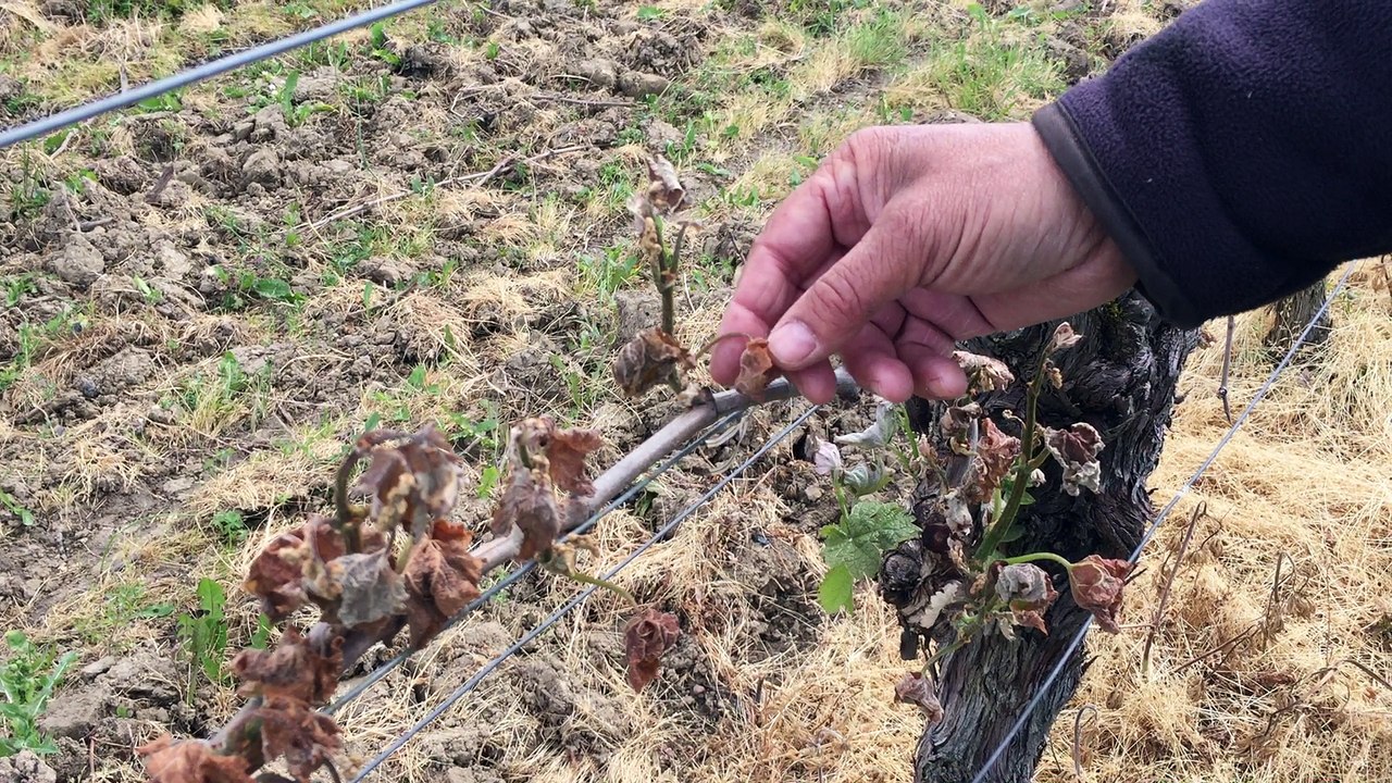 Michel Durand du château Haut La Mouthe a peur de perdre 70% de sa récolte
