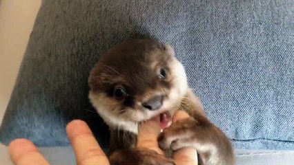 Baby Otter Loves to Nibble