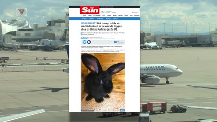 United Airlines says Giant Bunny Was Alive When They Arrived at Airport