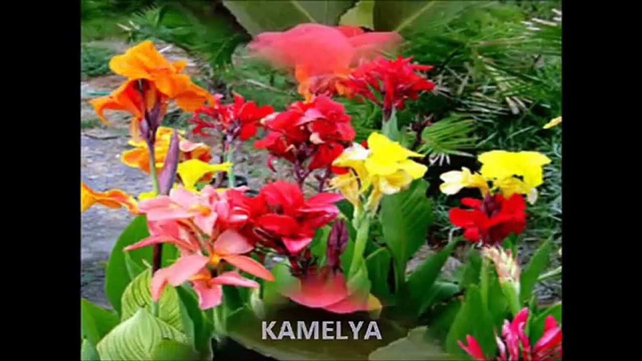 FLOWERS_Çiçek Türleri