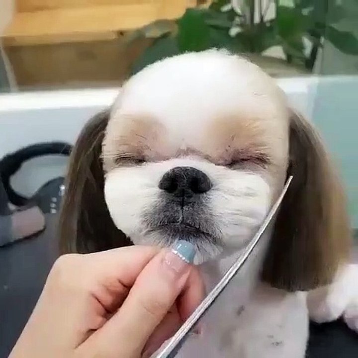 Funny puppie haircut