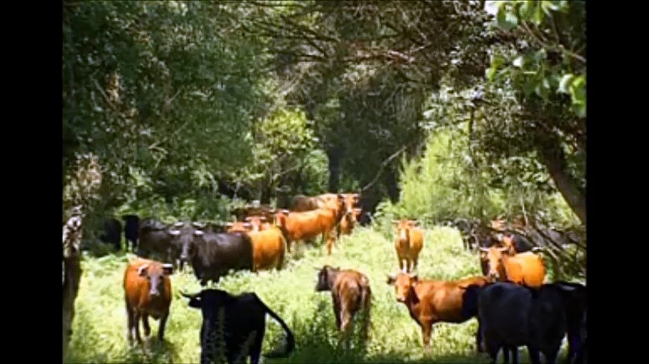 tierra de toros, las castas bravas-PARTE#1-bullfighting festival Crazy bull attack people #303