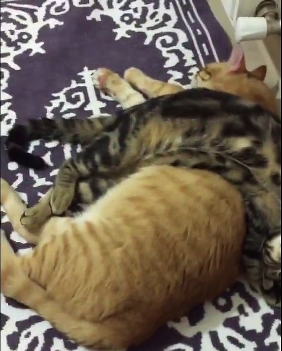 Les chats dorment vraiment dans des positions bizarres