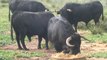 tierra de toros, las castas bravas PARTE-4-bullfighting festival Crazy bull attack people #306