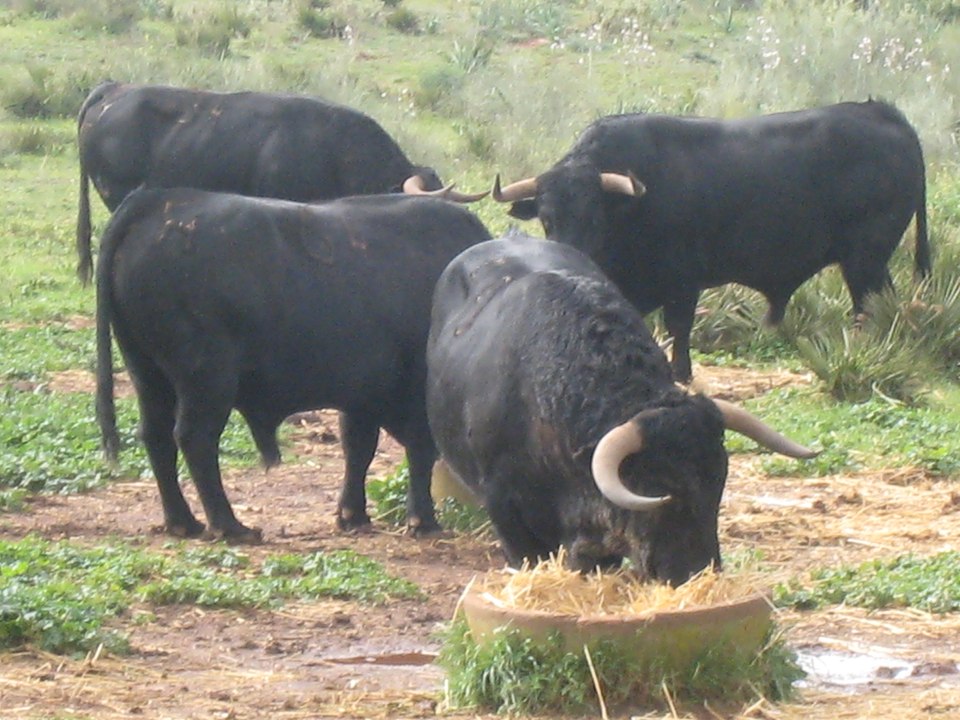 tierra de toros, las castas bravas PARTE-4-bullfighting festival Crazy bull attack people #306
