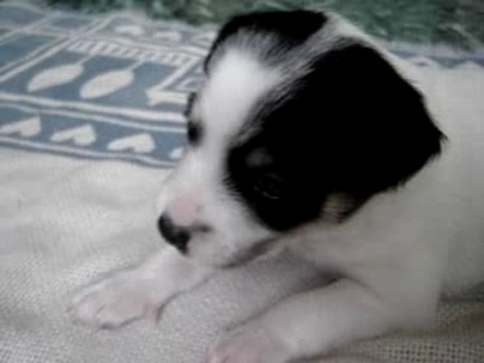 Puppy with Attitude!
