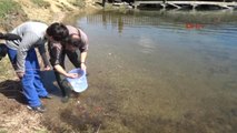Abant Gölü'ne Alabalık Yavrusu Bırakıldı