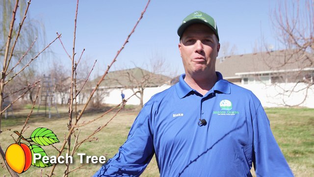 Davis County Lawn Care Company Moore Green explains spring Peach pruning