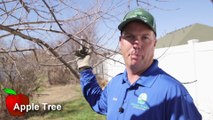 Lawn Care Davis County- Blake Moore explains how to prune an apple tree.