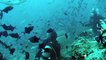 Scuba Diving Encounters: Eye of the Tiger Shark — Beqa Lagoon, Fiji