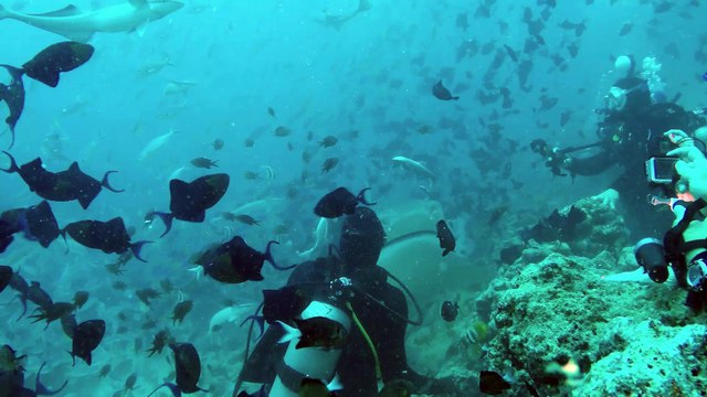 Scuba Diving Encounters: Eye of the Tiger Shark — Beqa Lagoon, Fiji