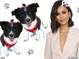 Vidéo : Nina Dobrev : Sans défense face à deux petits chiens !