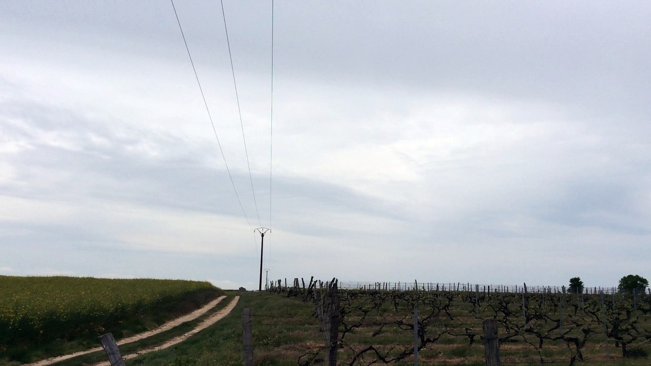 Saint Simeux les vignes