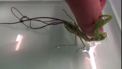 INCREIBLE PARASITO EN MANTIS RELIGIOSA