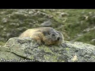 Spéciale siestes de marmottes