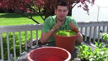 How to Grow Lettuce in Containers - Complete Growing Guide