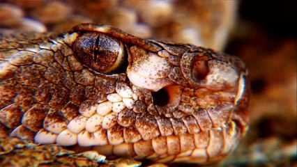 Most Venomous Snakes