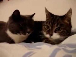 Deux chats discutent ensemble