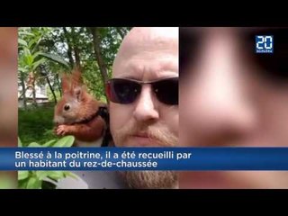 Tin Tin   Le petit écureuil sauvé par un chat 2