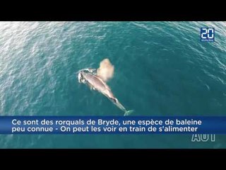 Rares images de baleines en train de s’alimenter filmés par drone