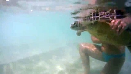 animals turtles-hehe _4