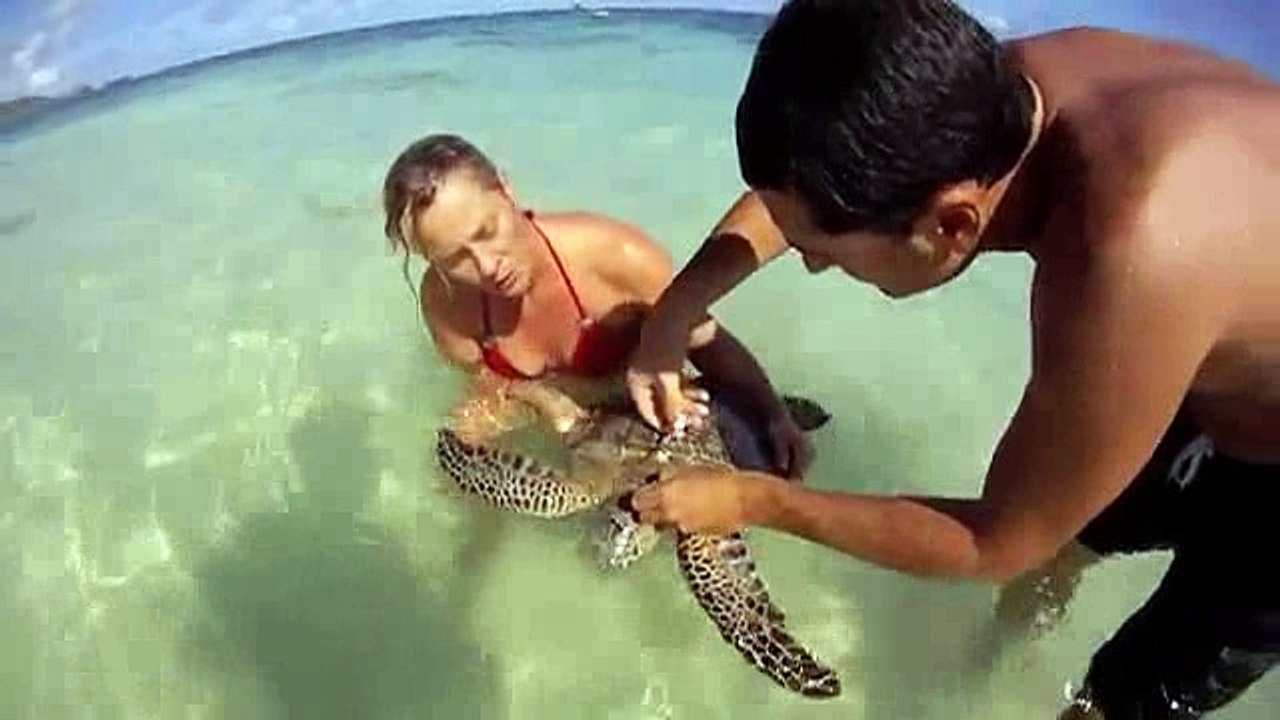 animals turtles-hehe _6