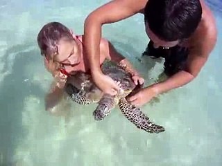 animals turtles-hehe _9