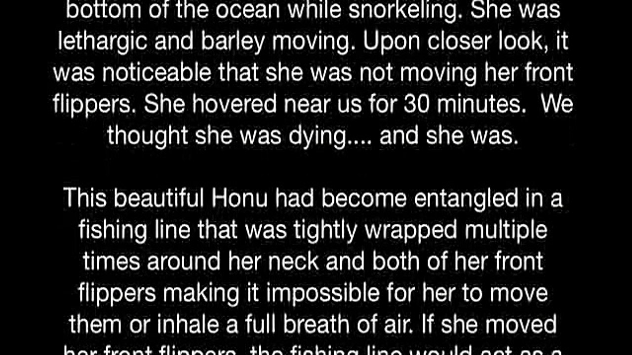 animals turtles-hehe _13