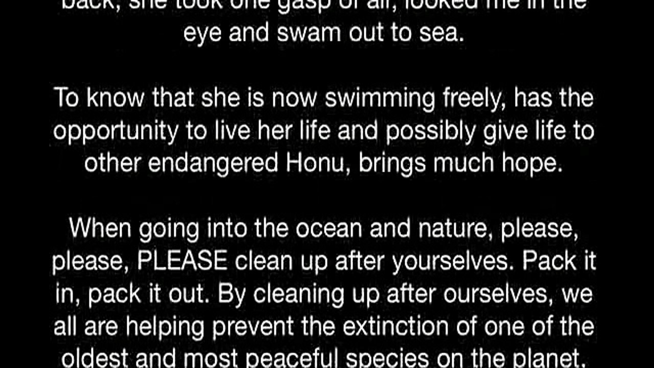 animals turtles-hehe _16