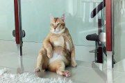 Watch The World’s Most Relaxed Cat Just… Relax