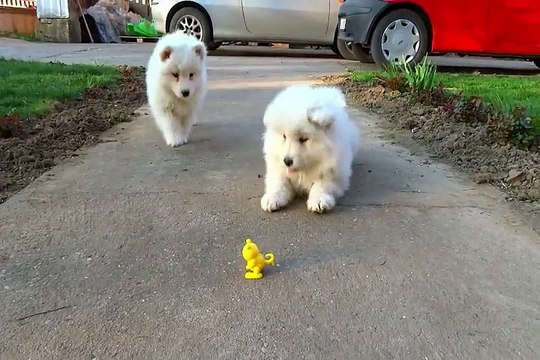 Samoyed Puppies Just Don’t Know What To Do And It’s Adorable