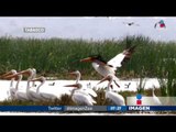 Pelícano blanco: nuevo ecoturismo en Tabasco