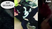 Vidéo : Nina Dobrev : Sans défense face à deux petits chiens !