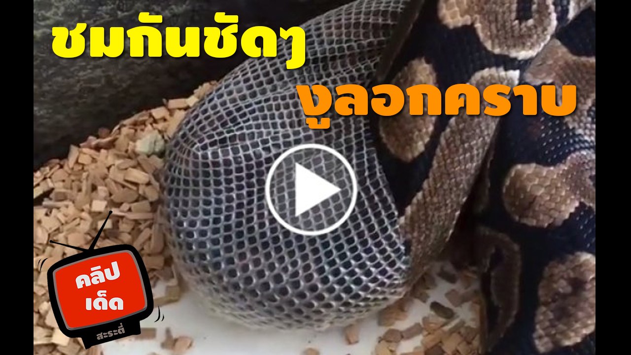 ชมกันชัดๆ งูลอกคราบ ปกติเห็นแต่คราบที่เหลือทิ้งไว้ ตายตาหลับแล้วเป็นแบบนี้เอง