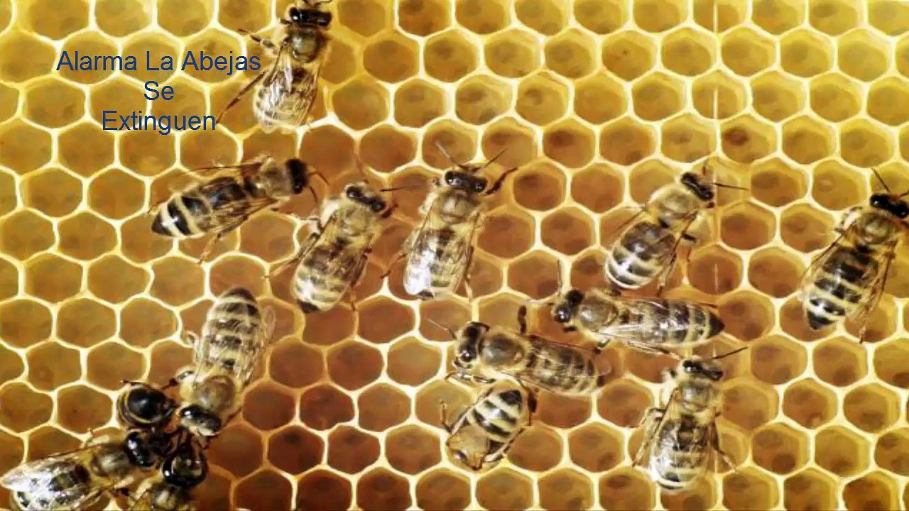 Se Extinguen Las Abejas
