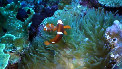 Liveaboard Life: The Thailand Aggressor