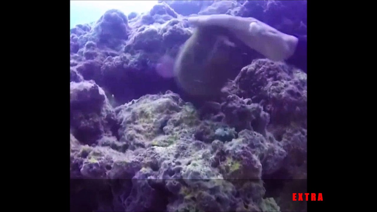 Diver scratches moray eel's head