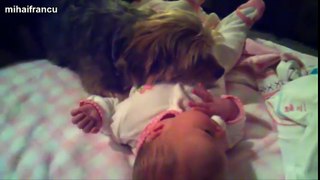 Best Of Funny Cats And Dogs Protecting Babies Compilation 2017