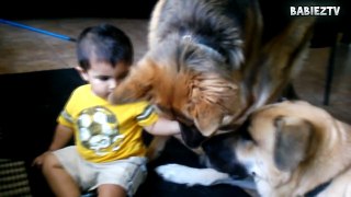 Big  Dogs Playing with Babies Compilation 2017