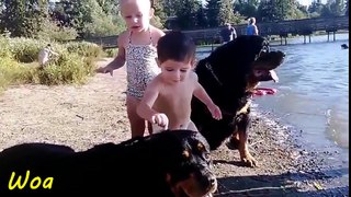 Dog And Baby Take A Swim Very Funny Time