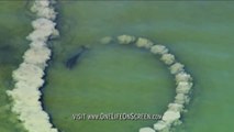 La technique de peche de ces dauphins est incroyable : cercle de boue pour aveugler les poissons
